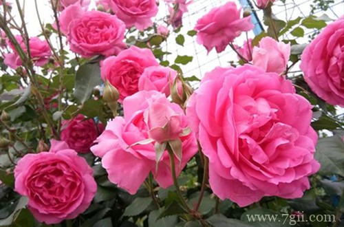 新买的月季怎么处理？要浇水吗？要马上修剪吗？