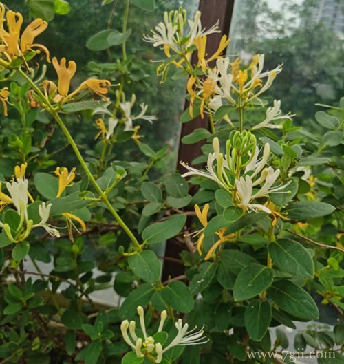 金银花什么时候采摘比较好?花蕾长到这样就要采摘,品质最好!