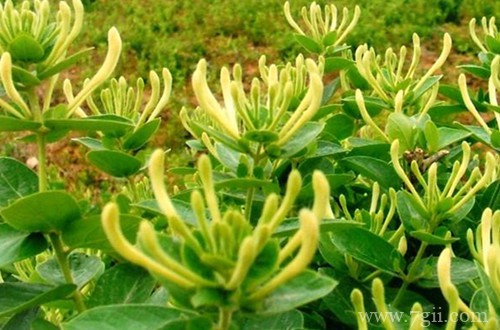 金银花什么时候采摘比较好?花蕾长到这样就要采摘,品质最好!