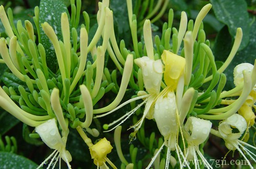 金银花什么时候采摘比较好?花蕾长到这样就要采摘,品质最好!