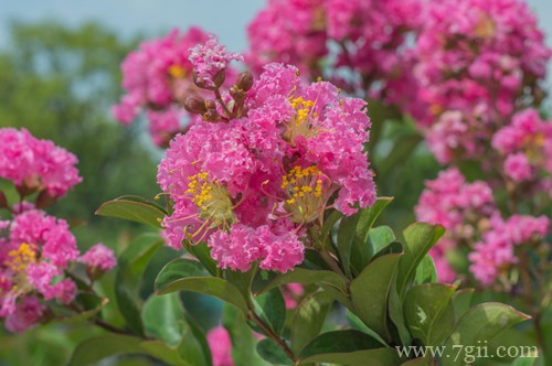地栽紫薇花不开花怎么回事？有可能是这四个原因引起的！