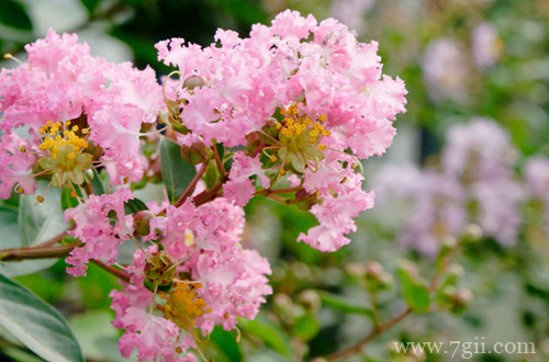 地栽紫薇花不开花怎么回事？有可能是这四个原因引起的！