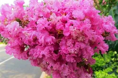 地栽紫薇花不开花怎么回事？有可能是这四个原因引起的！