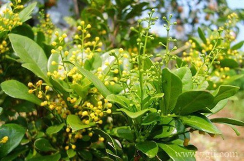 米兰花还没开就凋落了，这是怎么回事，应该如何补救呢？