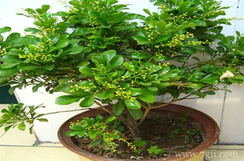 米兰花还没开就凋落了，这是怎么回事，应该如何补救呢？