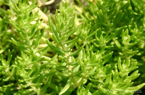 垂盆草黄叶掉落怎么办？了解这三点原因，就能找到解决方法！