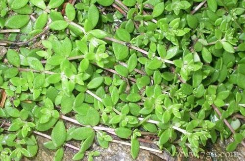 垂盆草黄叶掉落怎么办？了解这三点原因，就能找到解决方法！