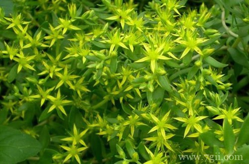 垂盆草黄叶掉落怎么办？了解这三点原因，就能找到解决方法！