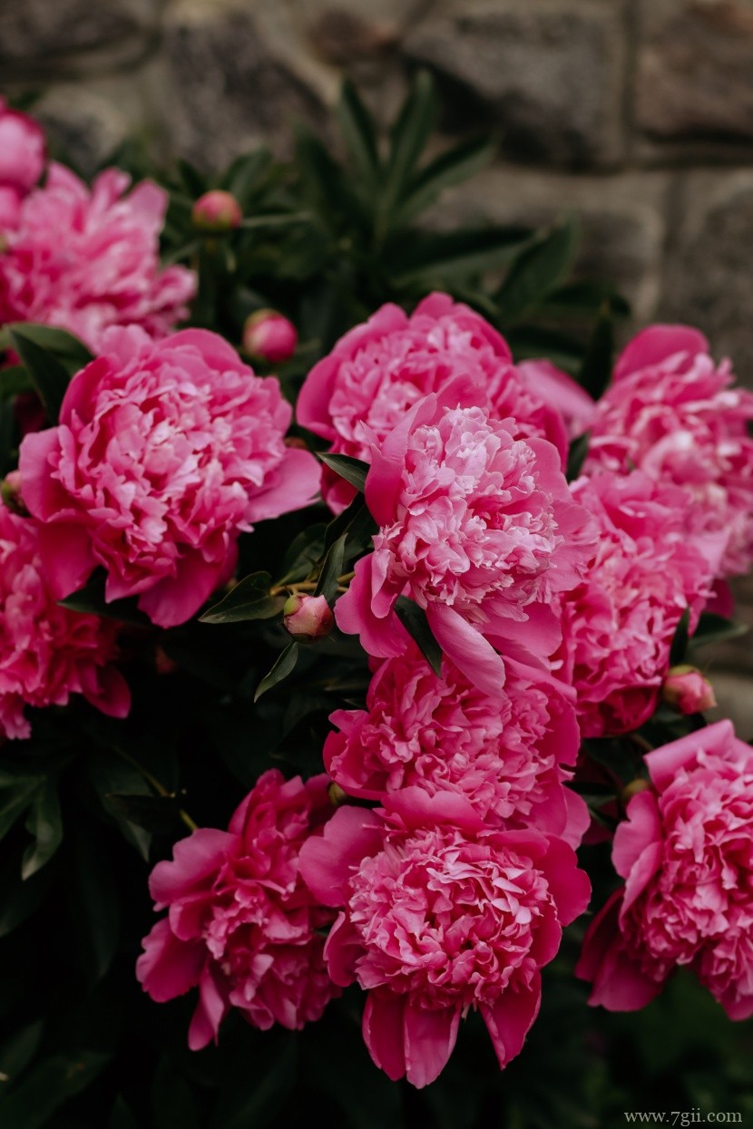 阳光下娇气艳丽的牡丹花唯美花卉图片