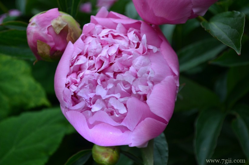 阳光下娇气艳丽的牡丹花唯美花卉图片