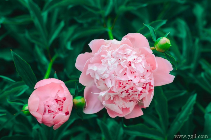 阳光下娇气艳丽的牡丹花唯美花卉图片