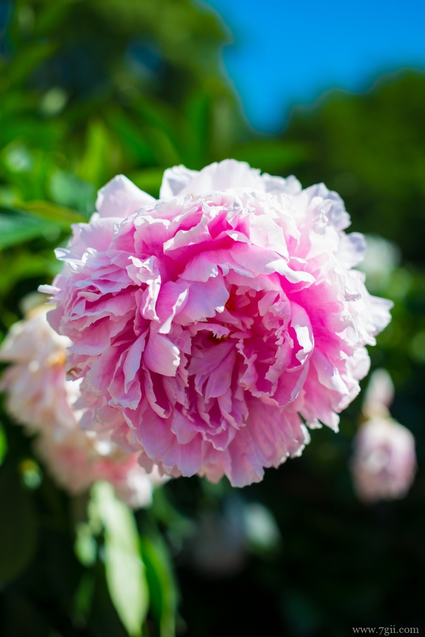 阳光下娇气艳丽的牡丹花唯美花卉图片