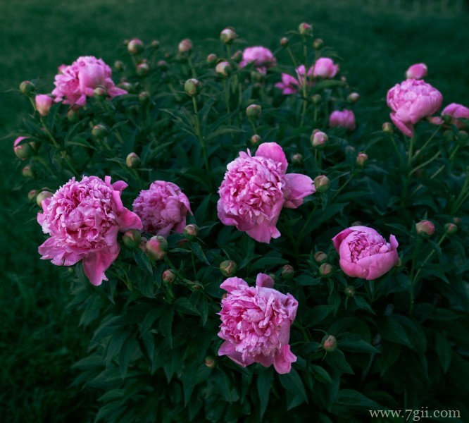 阳光下娇气艳丽的牡丹花唯美花卉图片