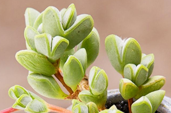 碧玉莲叶子发软有救吗