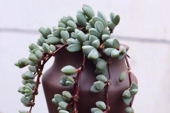 碧玉莲叶子发黄怎么办