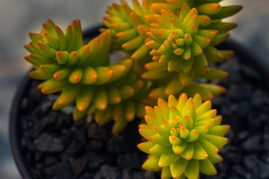 白花小松怎么爆盆