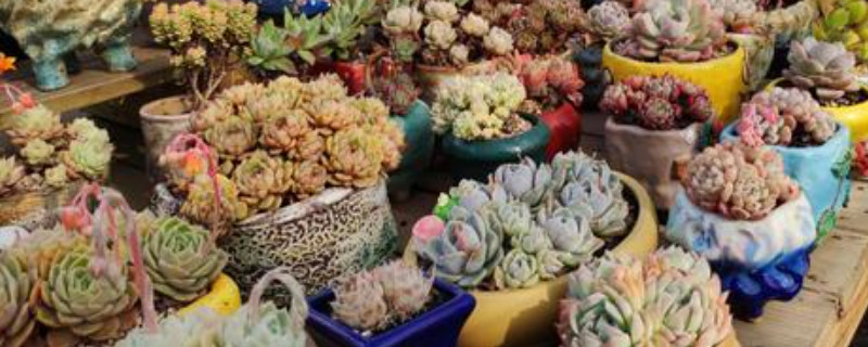 多肉冻死了还能救活吗