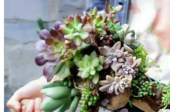 多肉冻死了还能救活吗