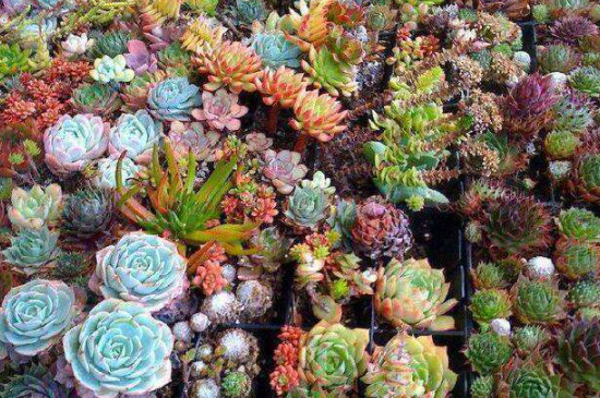 多肉冻死了还能救活吗