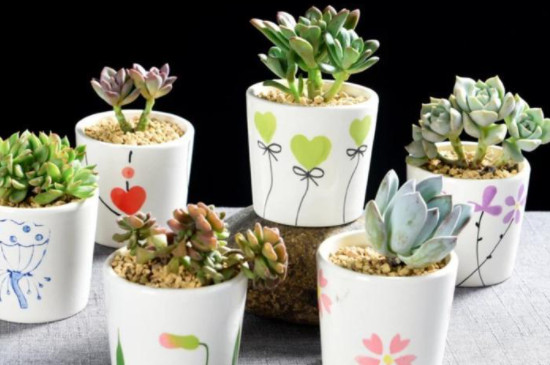 多肉冻死了还能救活吗