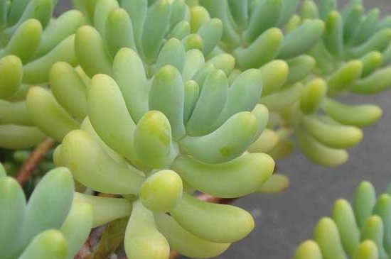 乙女心的叶片发黑是为什么