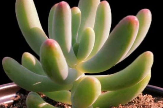 乙女心多肉怎么养