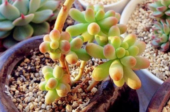 乙女心多肉怎么养