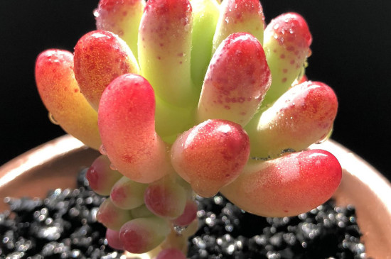 乙女心多肉怎么养