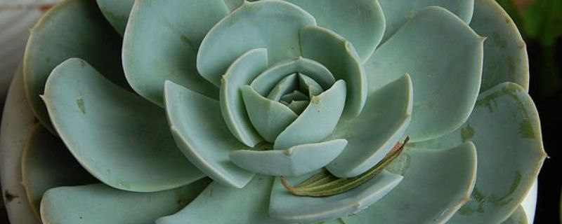 鲁氏石莲花怎么扦插