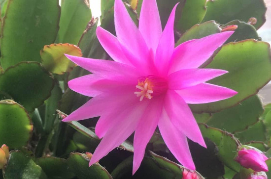 假昙花的扦插方法