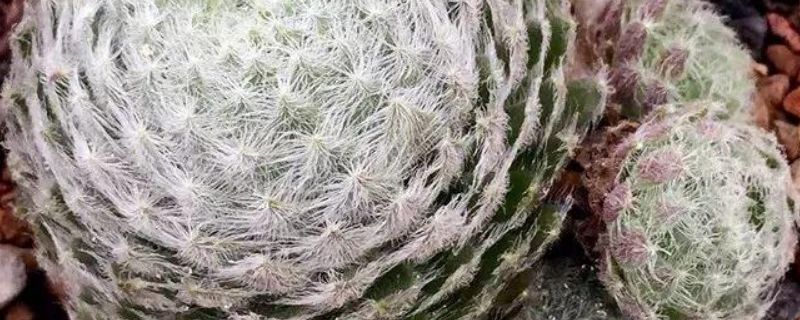 蛛丝卷绢怎么生根