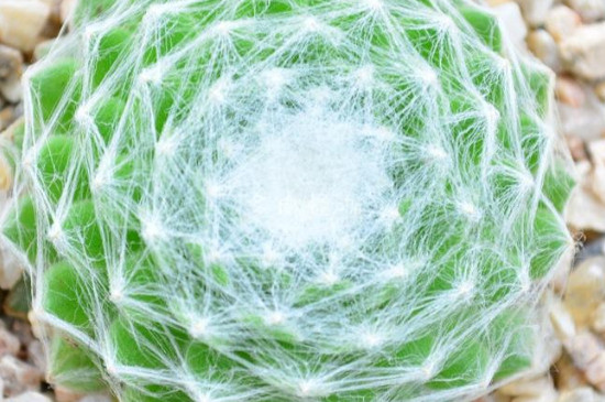 蛛丝卷绢的养护