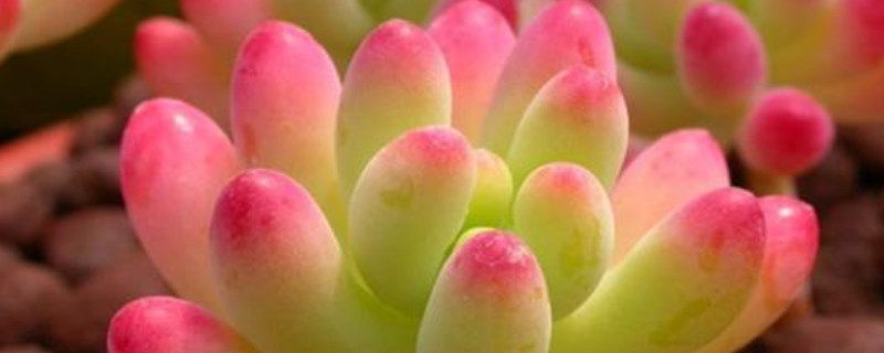 多肉植物所代表的花语