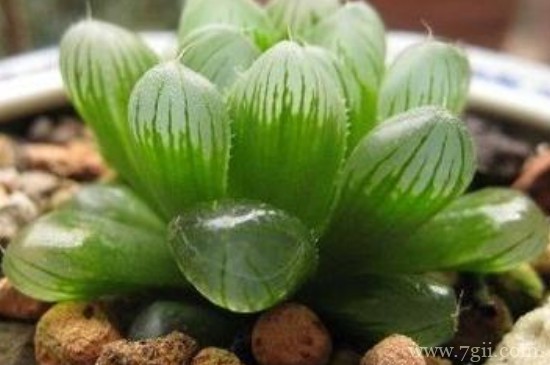 草玉露怎么扦插