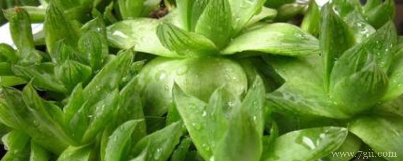 草玉露怎么养才饱满能生根