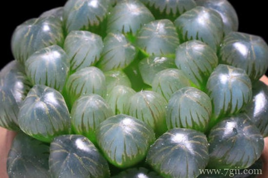 草玉露怎么养才饱满能生根