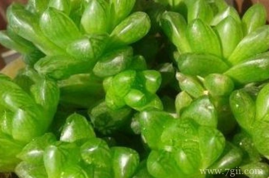 草玉露怎么养才饱满能生根