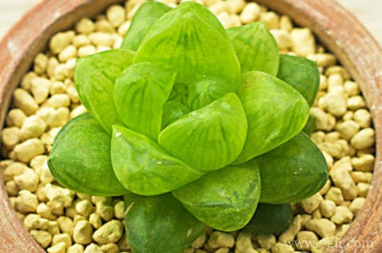 草玉露怎么养才肥胖