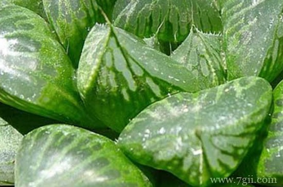 草玉露怎么养才肥胖