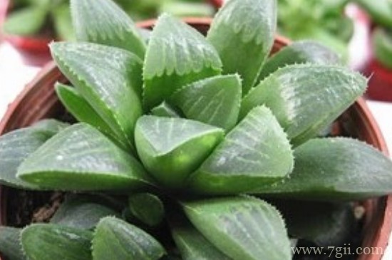 草玉露怎么养才能饱满通透