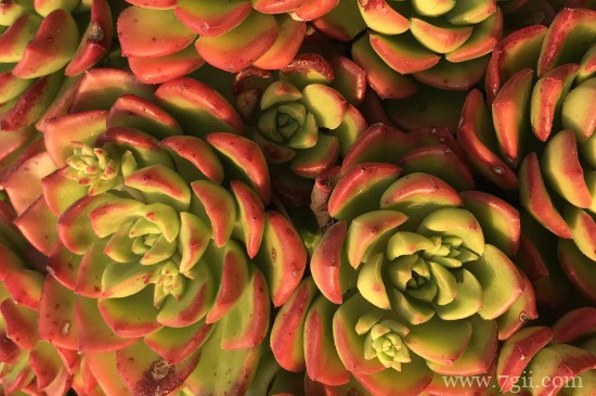 火焰蒂亚的养殖方法和注意事项