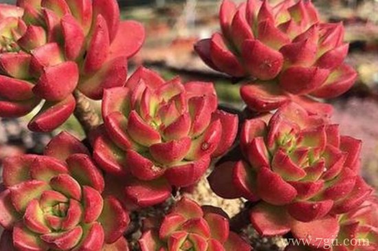 火焰蒂亚的养殖方法和注意事项