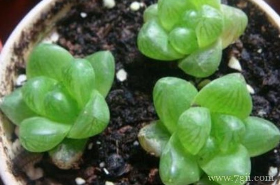 草玉露的繁殖方法