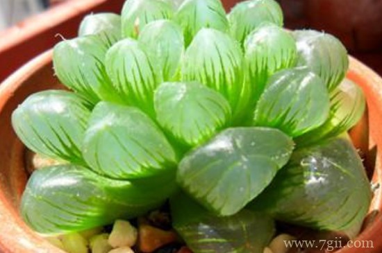 草玉露的繁殖方法