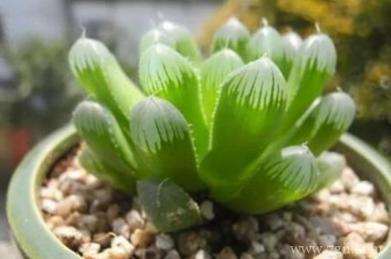 草玉露的繁殖方法