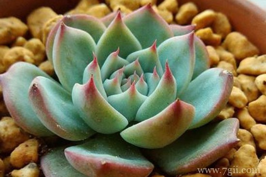 吉娃莲怎么爆盆