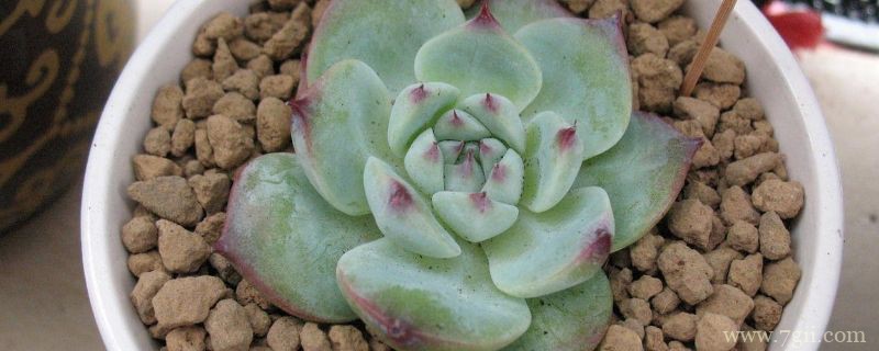 吉娃莲怎么养成老桩