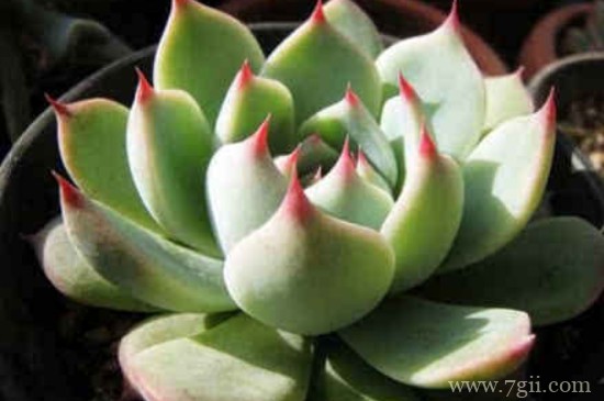 吉娃莲怎么养成老桩