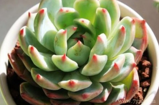 吉娃莲怎么扦插