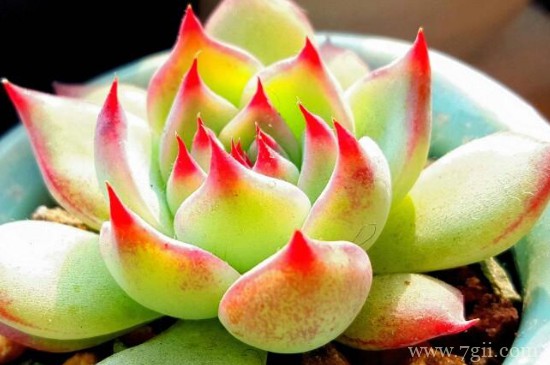 吉娃莲怎么把叶子收紧